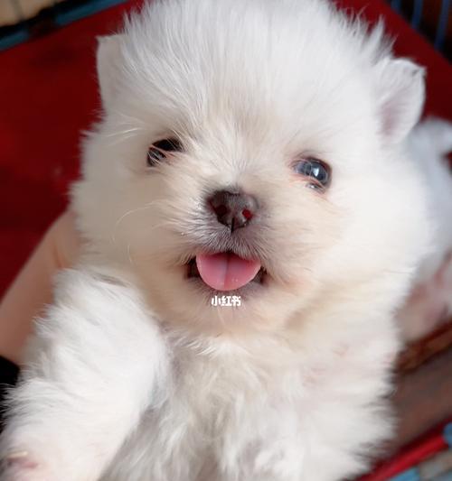 博美小体爆毛幼犬有什么特点？博美幼犬爆毛原因有哪些？