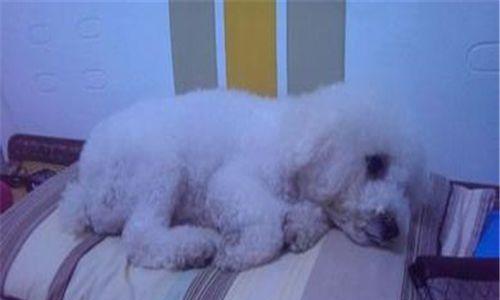 刚生的小狗身体都硬了怎么回事？新生小狗死亡原因有哪些？